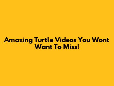 Amazing Turtle Videos You Won't Want To Miss!