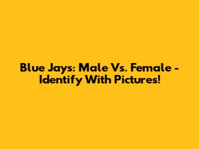 Blue Jays: Male Vs. Female - Identify With Pictures!