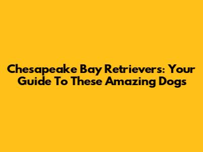 Chesapeake Bay Retrievers: Your Guide To These Amazing Dogs