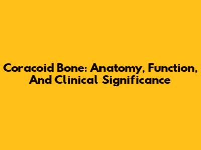 Coracoid Bone: Anatomy, Function, And Clinical Significance