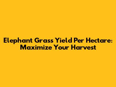 Elephant Grass Yield Per Hectare: Maximize Your Harvest