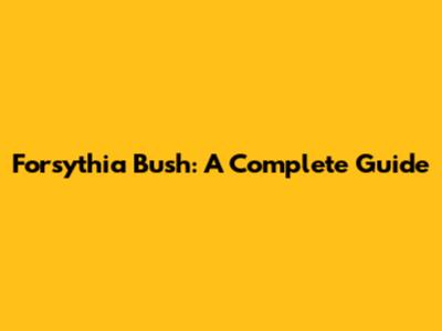 Forsythia Bush: A Complete Guide