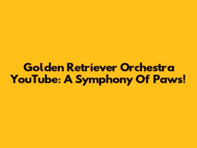 Golden Retriever Orchestra YouTube: A Symphony Of Paws!
