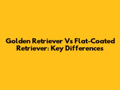 Golden Retriever Vs Flat-Coated Retriever: Key Differences