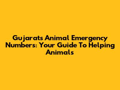 Gujarat's Animal Emergency Numbers: Your Guide To Helping Animals
