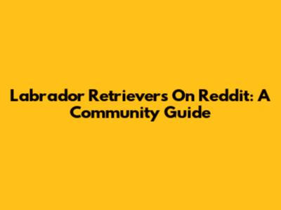 Labrador Retrievers On Reddit: A Community Guide