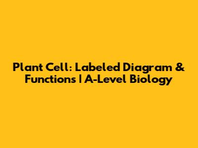 Plant Cell: Labeled Diagram & Functions | A-Level Biology