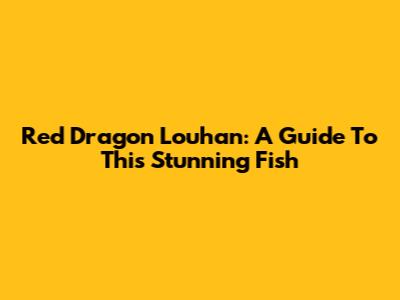 Red Dragon Louhan: A Guide To This Stunning Fish