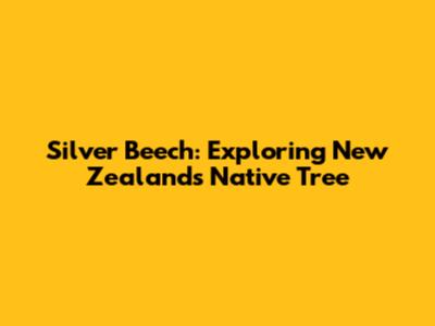 Silver Beech: Exploring New Zealand's Native Tree