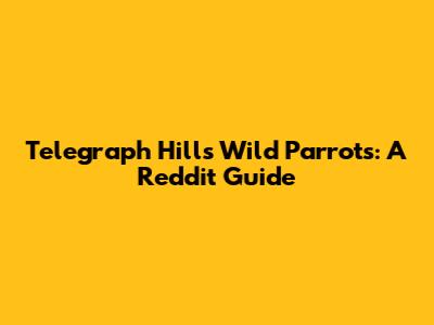 Telegraph Hill's Wild Parrots: A Reddit Guide