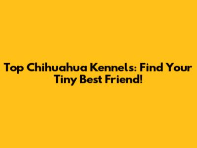 Top Chihuahua Kennels: Find Your Tiny Best Friend!