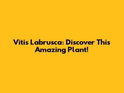 Vitis Labrusca: Discover This Amazing Plant!